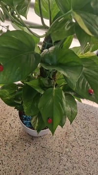 اللبلاب العامودي • نبات