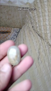 قطعة فخمة • داودي • تفاصيل بالفيديو