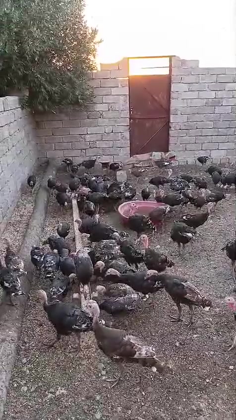 عليشيش علو.علو بصراوي /للبيع /130فحل /20 نثيه./مكان حمدانية قرية /كبرلي/للبيع /جمله شلع /***********

