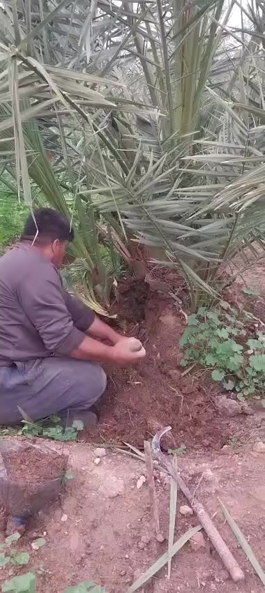 يوجد فسائل برحي مع مجهول كميات محدوده وجميلة الحجم والمجموعة الجذرية للاستفسار ***********
@ياسين الطيب والاسعار حلوة تخفيضات جوة السوك
