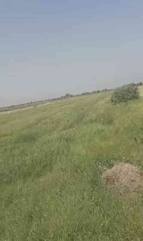 قطعة ارض زراعية للبيع المساحة ٢٥ دونم الواجهة ١٢٢ متر  عقدها ساري المفعول حسب قانون ٣٥٠ لسنة ١٩٨٥ للمتفرغين الزراعيين  وحاليا نعمل باجراءات الطابو الموقع محافظة بابل الصياحية مجاورة للمجرشة وايضا يوجد مجزرة وبحيرات وحقول قريبة جدا عليها هذه السنة تم زراعة ١٢٠ شجرة اثل  قوغ  البيزا الاندلسي ددونيا
٧٥ نخلة
للاستفسار اتصال واتس اب على هذا الرقم
***********
