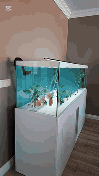 #اناقة . #متانة . #حرفية بالتصميم . #ضمان …. 

حوض قياس 2 متر  نظام فلترة احترافي (كانستر فلوڤال الايطالي ) زجاج نقي كابينة ووتر بروڤ ضد العفن والرطوبة ديكور داخلي هادء رمل طبيعي ابيض مع زرع طبيعي .. حوض مخصص لملكة المياه العذبة سمكة الدسكاس 
………….
👇👇👇👇👇👇👇👇👇 

للحجز او الطلب او معرفة السعر وباقي التفاصيل  والموديلات راسلنا على الواتس اب  ..
للتواصل واتس اب 
***********
👇👇👇👇👇
رابط الواتس اب 
https://wa.me/message/HGVGA73WBKX7N1
رابط التيك توك
https://www.tiktok.com/@osamaalsudane?_t=8nKrZkRPojB&_r=1
رابط الفيس بك
https://www.facebook.com/profile.php?id=61560275963976&mibextid=LQQJ4d

🔴🔴🔴🔥🔥🔥🔥🔴🔴🔴🔴🔴

#جيروز #مستلزمات_احواض 
#احواض_زينة
 #اسماك_زينة
#ديكور_احواض #عالم_الاسماك #نباتات_مائية
#فلتر_احواض #إضاءة_RGB #إضاءة_احواض
#هواة_الاسماك #تنسيق_احواض #تجهيز_احواض
#اسماك_ملونه #محبي_الاسماك
‏ #AquariumSupplies
‏#FishTankSetup #Aquascaping #RGBLighting
‏#AquariumGear #TropicalFish #PlantedAquarium
‏#FreshwaterAquarium #AquariumAddict #AquariumLovers
‏#Jeros #AquariumLife
