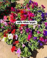 موسميات • داخل • صور