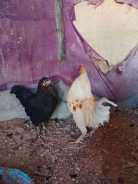 دجاجة تبيض • ديك • للبيع