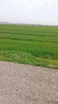 أرض زراعي • ٨ دونم • كركوك بغداد
