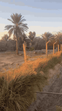 أرض • الراشدية منطقة البحيرة • ١٠٠٠م