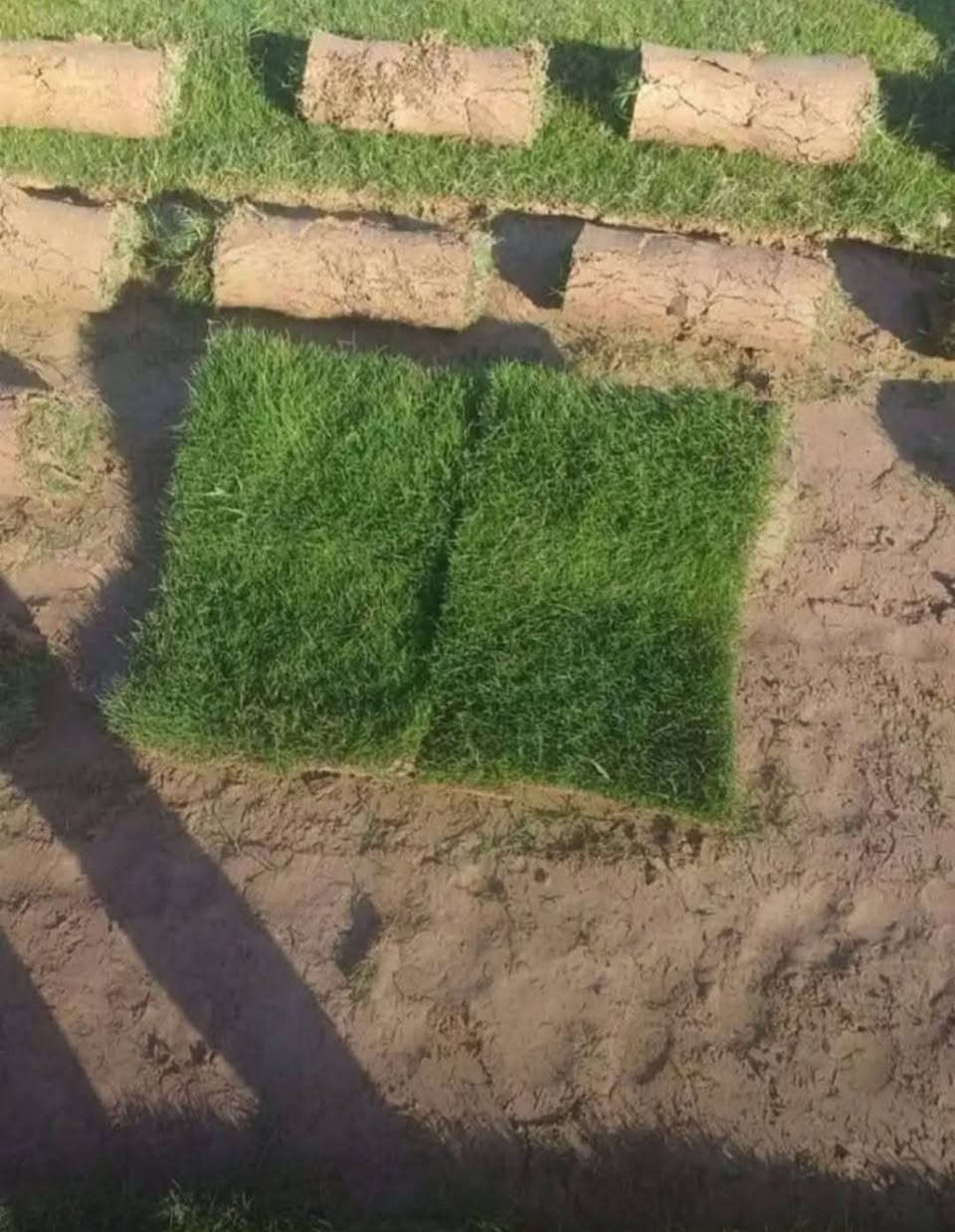 #تخفيضات #تخفيضات (لفترة محدودة) والتوصيل مجاني

☘ثيل طبيعي نوعية ممتازة (هندي درجة اولى)🍀

🌳مناسب للاستخدام في ( المنازل🌳_ الحدائق🌳_ الملاعب🌳_ الدوائر🌿_المشاريع الاستثمارية ) 
 
متوفر لدينا كافة انواع الثيل الطبيعي💚

قدره تجهيز كميات كبيرة للمشاتل والملاعب
#نوعية ممتازة 
#هندي وجميع الانواع الاخرى
وبأسعار تنافسية 
لدينا كادر متخصص في زراعة الثيل بطريقة صحيحة وناجحة يجيك لباب بيتك

للطلب يرجى مراسله الصفحه او الاتصال على ***********
