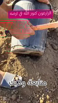 نخيل عراقي • فسائل نخيل • بيع نخيل