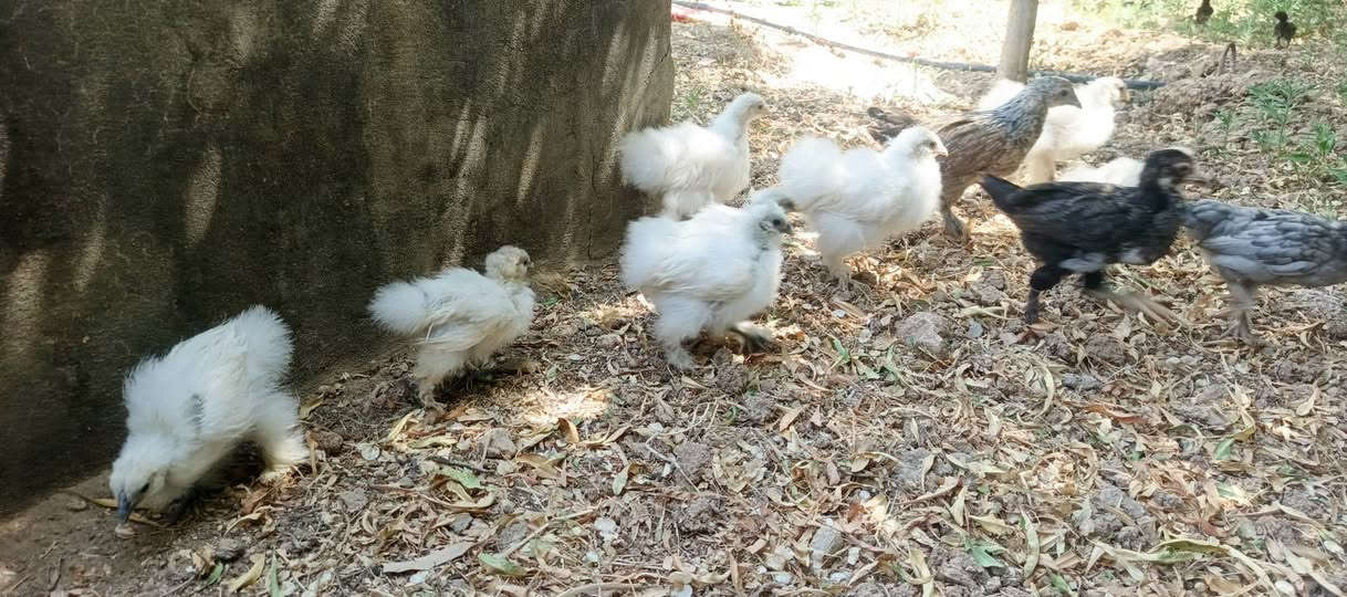 فراريج كوشن قطبي للبيع اي استفسار اتصل ***********
