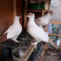ابوغریب • كريمي • بني