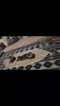 كعدة عرب رمضانية • ١٨ قطعة • مقاس ٩٠×٦٠×١٠ سم