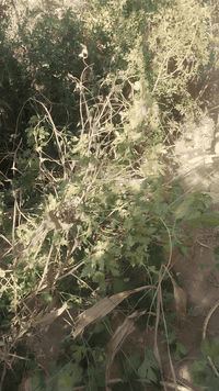 بسم الله الرحمن الرحيم 
للثواب مجاني 
اقلام جهنمي 
اقلام طرنج 
اقلام تكي كندي 
اقلام تكي عراقي 
اقلام رمان واندفل 
الى ارواح امواتي الفاتحه 
مشتل الزهراء في ميسان 
العماره بستان دور النفط شارع مقبره الصابئه قرب جملونات بيت العنتاكي للدواشك والحصران داخل الفرع 
***********
***********
