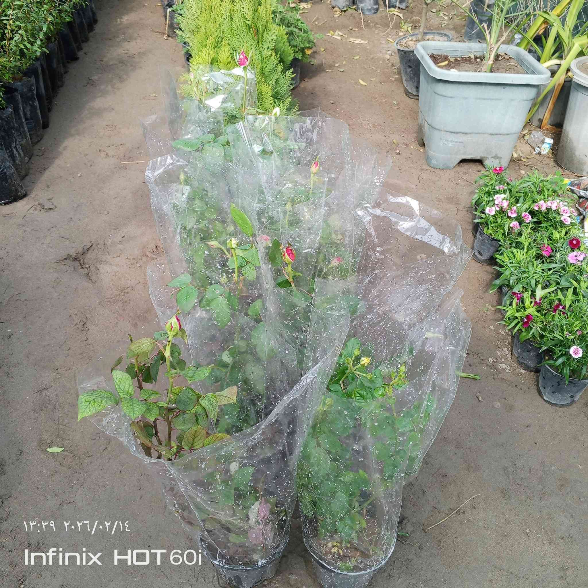 مشتل سيد جلال لوراد الزينه والحمضيات بجميع انواعها تصميم الحدائق تنصيب مرشات السقي العنوان الشارع العام مجاور جملونات مجمع الكوري استفسار ***********/***********
