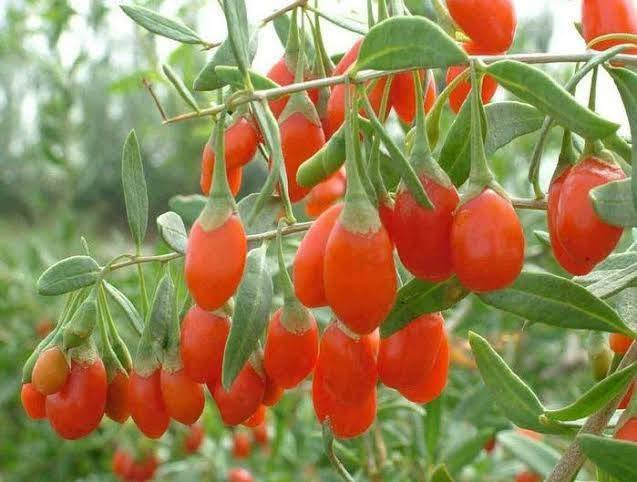 🌿🍒 يتوفر الآن في مشتل الشاهين الزراعي 🍒🌿
شتلات فاكهة الكوجي (Goji Berry) 🌱

📌 فاكهة صحية غنية بالعناصر
📌 مناسبة للحدائق والمزارع المنزلية
📌 تحمل الحرارة وبإنتاج جميل في الربيع والخريف
       تحتوي على مادة البربرين الصحيه 

---

🌱 معلومات عن النبات

🍒 الاسم العلمي: Lycium barbarum
🍒 الاسم التجاري: فاكهة الكوجي
🍒 نوع النبات: شجيرة معمّرة
🍒 يناسب أجواء المناطق الدافئة مثل بغداد
🍒 يعطي إنتاجاً ربيعياً وخريفياً

---

💚 مميزات الشتلة

✔ ارتفاع نمو جيد
✔ مناسب للزراعة في الحديقة أو البساتين
✔ إنتاج جميل من الثمار الحمراء الصحية
✔ يتحمل الحرارة ومعتدل التحمل للبرد
✔ سهل العناية وريّ بسيط منتظم

---

💰 السعر

📍 5,000 دينار عراقي فقط لكل شتلة
📍 متوفرة بكميات جيدة
📍 الجودة مضمونة من مشتل الشاهين الزراعي

---

📍 العنوان

مشتل الشاهين الزراعي
بغداد – الدورة
قرب شركة دجلة للمشروبات الغازية
الشارع المقابل لعلوة الرشيد
خلف منطقة أبو دشير

📞 للحجز والاستفسار: ***********

---

🌿🍒 اشترِ الآن وابدأ موسم زراعة صحي ومثمر! 🍒🌿

---
