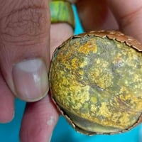 ٤ خامات • سليماني • داوودي