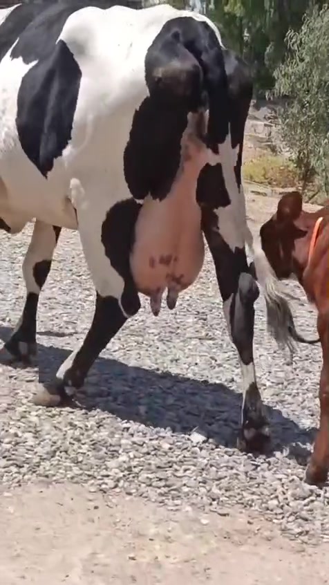 السلام عليكم بكره رغوث ع كل عيب وراها حوليه درجه اولى رقم واحد حليب ودسامه فول حليبها خير من الله حلال فاخر ضالمها التصوير المكان الشرقاط قرية شكرا ***********
