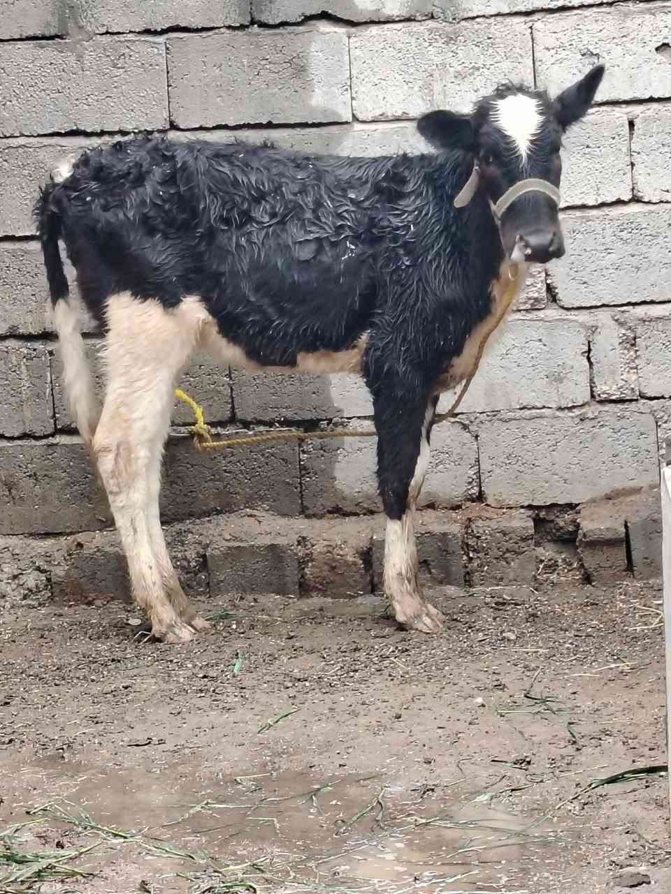 السلام عليكم
للبيع بجر جنس فريزي اصليه عمرها ٨ اشهر السعر 860 وبيها مجال قليل الاستفسار الاتصال على الرقم *********** // ***********
