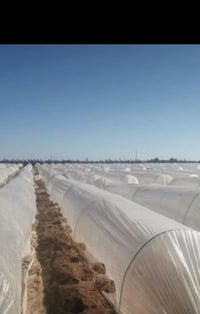 محتاج فلاح • ٢٠٠ مشعاب • كربلاء