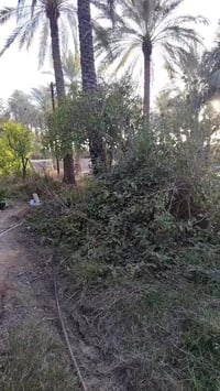 علان رقم : 119 عرض مميز  شاطية على نهر دجلة المساحة 2 دونم  الموقع بغد...