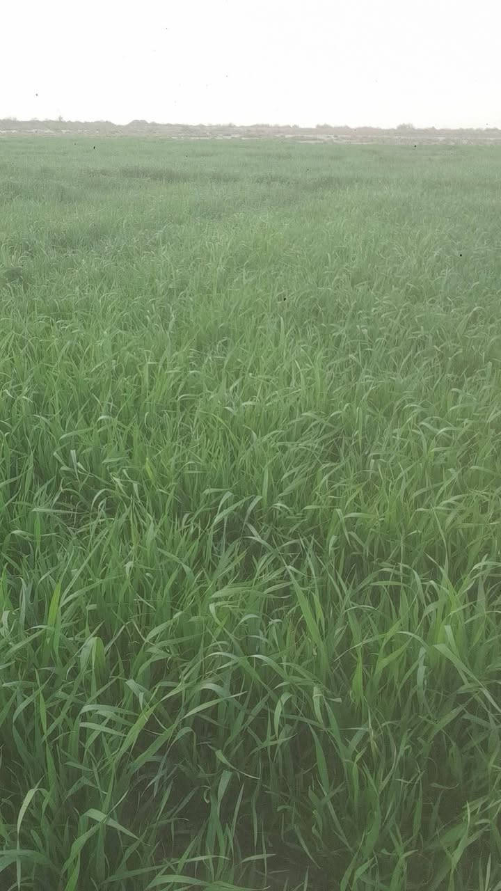 ارض زراعيه ٥٠٠ دونم عقد زراعي قانون ٣٥ متوفر ماء كهرباء تبعد عن التبليط ١٨٠٠ متر وعن الشارع العام ٨ كيلو متر وعن مركز المدينه ٢٥ كيلو متر .واسط كوت طريق الدجيلي كيلو ١٧ شاخه ٣ .سعر الدونم ٧٥٠ قفل ***********.سيد مسلم المكصوصي
