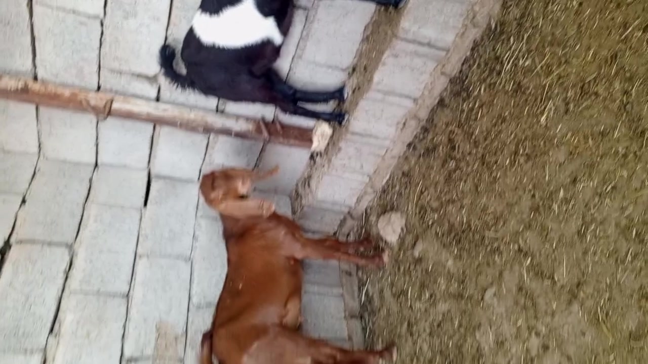 السلام عليكم زوج جدايه فحله واحدشامي قبرصي والبكع مضرب شكايه ٣اسمان درجه اولا يرهمن جني ويرهمن كصابه   مكاني سامراء الشراب يتصل بيع مستعجل ‏‪)(***********‬‏‏‪***********‬‏)@
