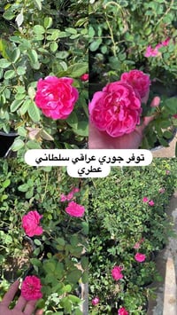 مشتل • ورود • حمضيات