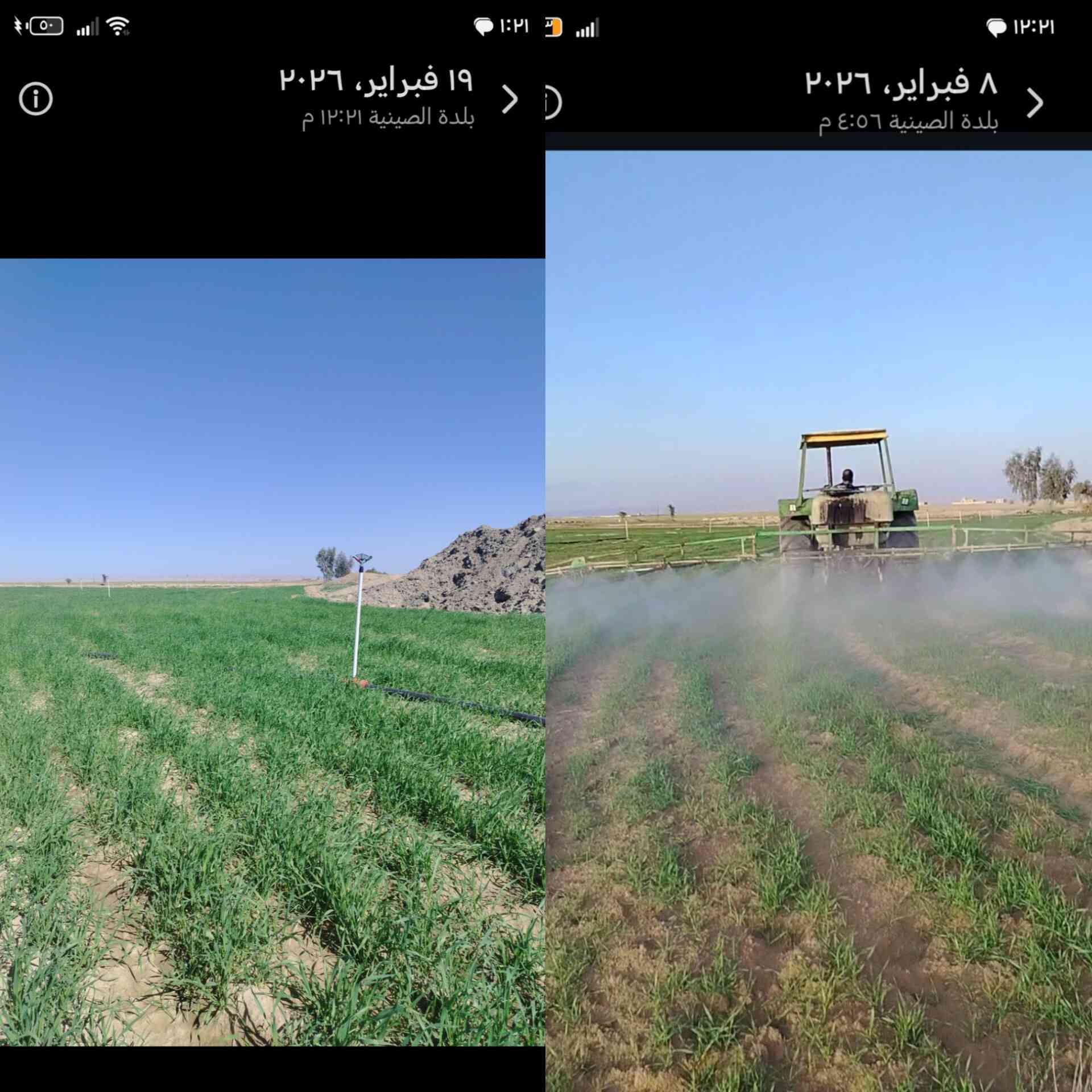 خير الكلام ما قل ودل
الفرق ١١يوم فقط بعد رش المنشط
حامض الفسفوريك مع كبريتات الأمونيوم
تكلفه الدونم رش ورقي ١٥ الف دينار
يخلط مع ماء حلو فقط
تصل وجبه الأحد القادم ان شاء الله
 عنواننا الصينية نهايه شارع السبيس بعد سيطره الفلاحين
***********
