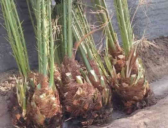 توجد انواع فسائل النخيل وباسعار مناسبة جدا
برحي مكتوم مجهول قرنفلي 

عجوه المدينة طه افندي 

اخت الفحل عوينه ايوب 

شويثي احمر واصفر 

بريم بربن ديري كنطار 

مكاوي خضراوي سلطاني 

جوزي قزمي حمراوي حمره الجبل 

ليلوي بلكه مكاوي خضراوي 

زاملي ابراهيمي اخلاص 

عنبره مشمشي بدعه 

مكاني كوت ***********
