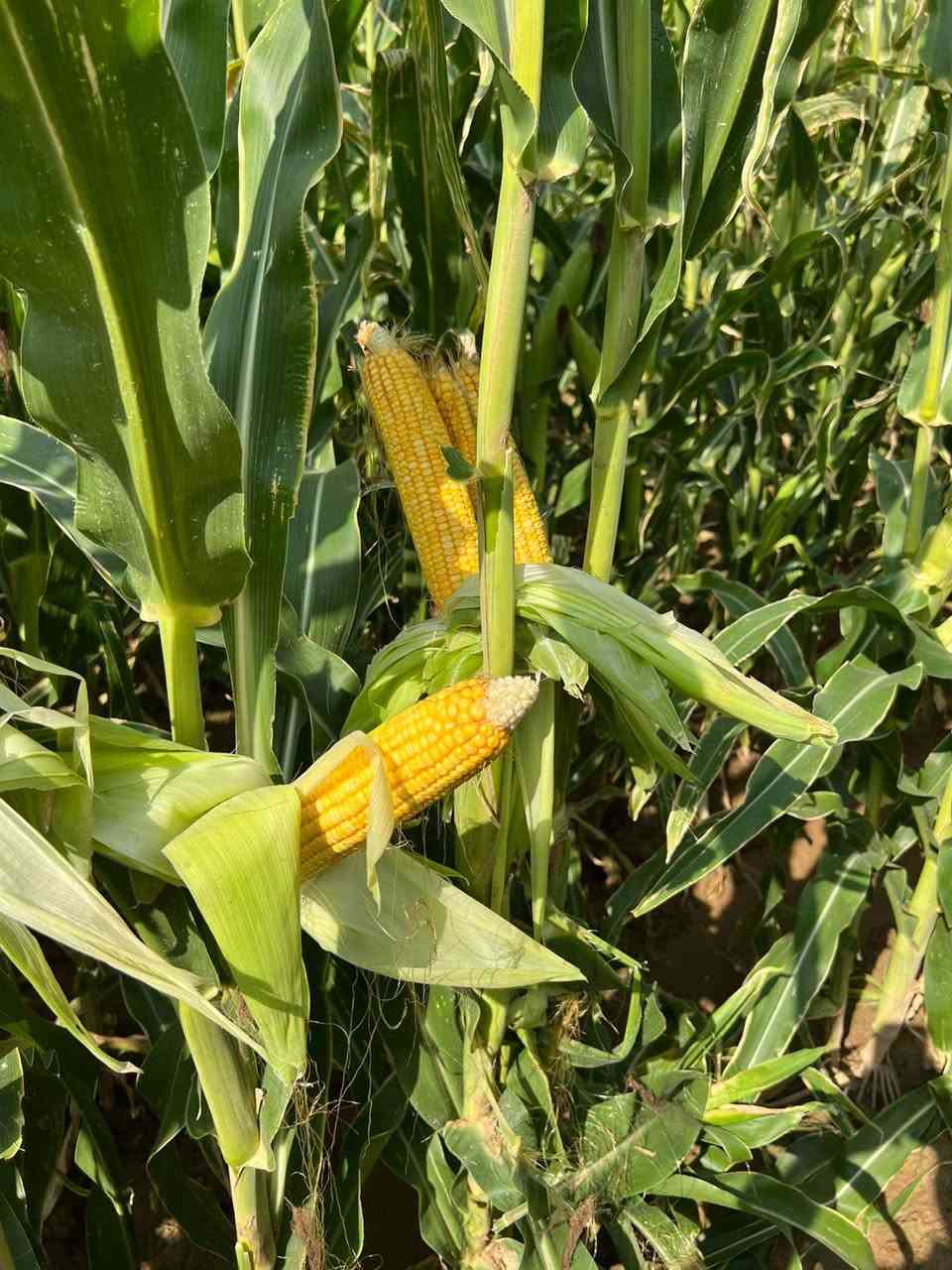 🌽 بذور الذرة الهجين: الإنتاجية القصوى 🌽
​للمزارعين الباحثين عن التميز وأعلى عوائد المحصول، نقدم لكم بذور الذرة التركية المطورة (جيل أول) من أصناف ALFURAT و SAGUNTO:
​🌽 الوزن المثالي للعرنوس: تمتاز هذه الهجن بإنتاج عرانيس ثقيلة الوزن تتراوح بين 350 إلى 500 غرام عند النضوج التام.
​🌽 منشأ تركي عالمي: بذور مستوردة ومسجلة رسمياً لدى وزارة الزراعة التركية كجيل أول (Certified Seed 1st Generation) لضمان أعلى كفاءة وراثية.
​🌽 مواصفات الأصناف: نوفر صنف ALFURAT المتميز وصنف SAGUNTO كما هو موضح في صور المنتج النهائي.
​🌽 وقاية وإنبات مضمون: البذور معالجة بمبيدات فطرية متطورة (Metalaxyl & Fludioxonil) لحماية البادرات في مراحلها الأولى وضمان أعلى نسبة إنبات.
​🌽 كثافة العبوة: يحتوي الكيس الواحد على 50,000 بذرة نقية، معبأة وفق المعايير الدولية ومنظمة الـ OECD لضمان تجانس الحقل وقوة الساق.
​للطلب والاستفسار:
📞 رقم الهاتف: ***********
📱 واتساب: ***********0
