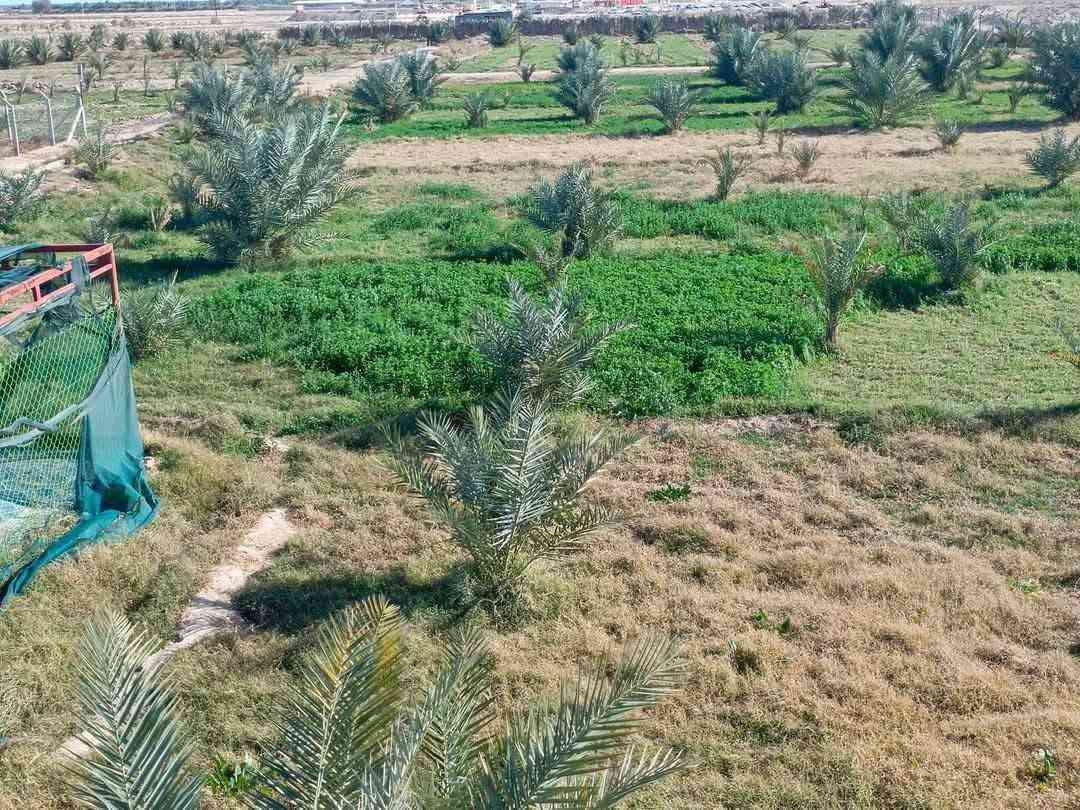 بيع مستعجل وبسعر مناسب جدا أقرا المنشور للأخير ذاكر كافة التفاصيل  علمأ مفوضة بالطابو تحتاج فقط عدد من النخيل والاشجار وتتطوب   #السعر_النهائي_ 100 مليون 

أسعد الله اوقاتكم أحبتي  ) ( أللهم صل على محمد وآل محمد

 ( عرض مميز للبيع مزرعة مساحة 7 #دونم عقد 35 علمأ العقد

 ينزل بأسمك مجدد لمده 5 سنوات المزرعة تحتوي على بيت 🏠

 مساحة 150 متر يتكون من استقبال وصاله وغرفه نوم 💤

 ومطبخ وصحيات +حديقة  + مسبح المزرعة مسيجة بالكامل مع

 اناره داير المزرعه بالكامل مزروعة اصناف جيده من انواع

 النخيل عدد من البرحي وعدد من المجهول والمكتوم انواع جيده

 عدد النخيل مايقارب 300 فسيله انواع #جيده  يوجد نهر

 للسقي مع 4 غطاسات ويوجد ايضا بئر للسقي داخل المزرعه

 العنوان #كربلاء شارع #بغداد الهأ مدخلين مدخل الأول من

 شارع المنشأ من مجمع #الكليني وتدخل ومدخل الثاني من

 شارع سيد #احمد تبعد عن مزار سيد احمد 1 كيلو وتبعد عن

 شارع #بغداد 3 كيلو منطقة هادئة جدا تصلح سكن أو ترفيهي)

 ( #السعر النهائي بدون اي تفاوض  )(   100  مليون 

 للإستفسار أكثر اتصلوا بالأرقام التالية) ( ***********  )

( ***********  ) أبو فاطمة عنوان المكتب شارع الحسينية

 قرب جسر 🌉 الإبراهيمية مقابل شارع عون مكتب 🏢@مكتب النافعي للعقارات -كربلاء    مكتب النافعي للعقارات كربلاء  @أبرز المعجبين 
 #اشاره #الاصدقاء #بغدادبصرةكوت النافعي للعقار  @الجميع 

( ‏‪***********‬‏ )( *********** )

