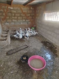 غاز • ١٩ اسطوانة • حمدانيه قريه كبرلي
