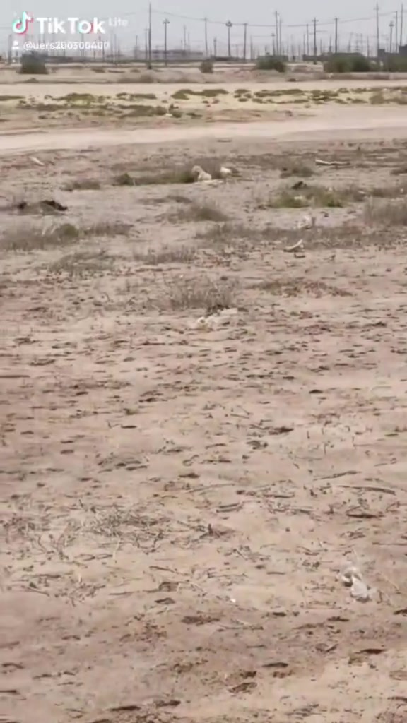 عرصه للبيع مضلوم مدينه النجف ناحيه النور طابو صرف باسمك مباشر الجهه اليسرى ١٠٠م بل الخدمات يمها ماء وكهرباء وبيوت منطقه بيه سكن الاتصال ***********م السعر ٦ مليون
