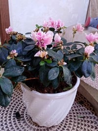 سندانه • ورد طبيعي • ديكور