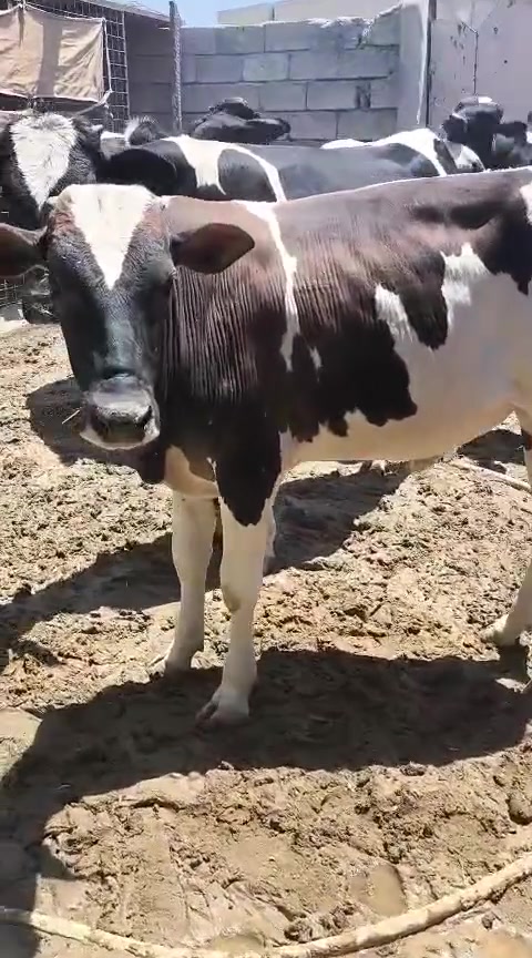 اخوان يوجد حلال للبيع
حوالي فول مواصفات درجه اولئ خشنات فول جنس درجه اولئ بخت شراي ترهم لحم تريد ربط حوالي كامله خشانه فول العدد 10 يرهم شلع يرهم تفريد
 
اخوان حلال اضبط من تصوير 

اخوان مكان الحلال شرقاط قريه شكراً 
يوجد خدمة توصيل 
***********
