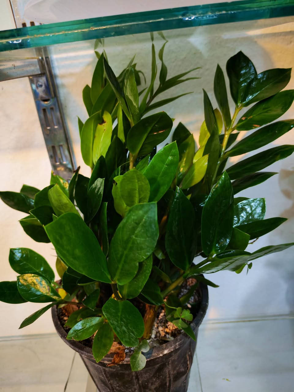 على بركة الله تم وصول نباتات ضليه طبيعيه فول جمال وراحه نفسيه 🥰


**إذا كنت صاحب هذا الإعلان وتريد حذفه لأي سبب، رجاءا أرسل رسالة إلى الدعم الفني**