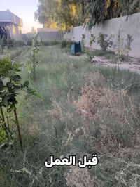 طوز خورماتو • تصميم حدائق • زراعة ثيل