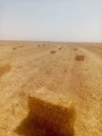 تبن • بابل محاويل