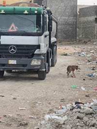 للبيع اكتروز راس وعربانه قماره وربع حجم 4146تخم تأير 24راس وعربانه بمو...