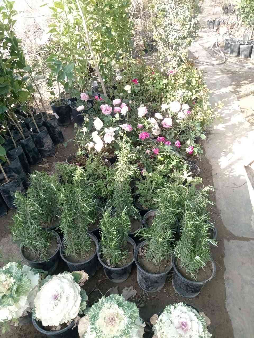 السلام عليكم.. مسواك جديد مشتل القادسيه الشارع العام.. ***********
