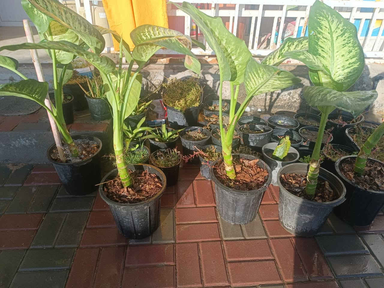 توفرت نباتات وبتموس
نبات💚💚💚💚💚
دفن باخيا حجم كبير
زامبيا
عصا موسى حجم 110
عصا موسى حجم 65
دوارق كاس⭐⭐⭐⭐⭐

دورق اعتيادي حجمين🌵🌱🍀🌿
🌿🍀🌱🌵
مجمع الحاجه ام مهيمن واولادها 
***********
@إشارة
