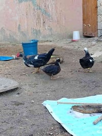 بط مصري • فروجتين • ديج