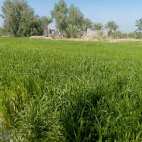 نص مشاره • غرفتين • ع شارع مباشر