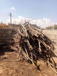 خشب البيع يابس الريد خابرني 07702684457