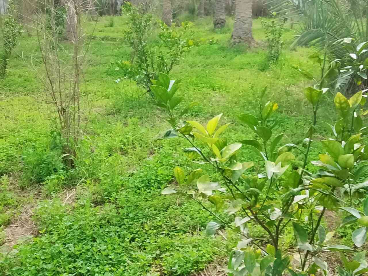 يوجد ثلاث دونم مع بيت في منطقه حسينيه كربلاء سعر دونم ١٢٥مليون الاتصال على ***********
