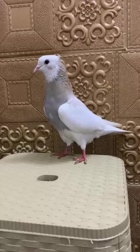 السلام عليكم متاح ايراني طيره فحل ماعرف طير حلو الطير مكصوص ب20وبي مجال عنوان تكريت قرية المحزم ***********
