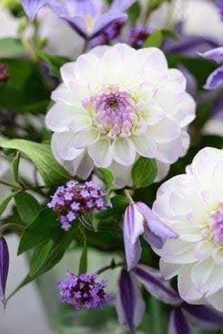 🌸 زهور #الداليا 
هي من أجمل نباتات الزينة المزهرة وأكثرها فخامة وتتميز بأزهارها الكبيرة وألوانها الزاهية والمتنوعة مثل الأحمر والوردي والأصفر والبنفسجي والأبيض 🌺✨
تأتي بأشكال متعددة منها المفردة والممتلئة بالبتلات (تكون الزهرة كثيفه و جذابة جداً ) وبعض الأنواع تكون أزهارها ضخمة جدًا وتعرف باسم “Dinner Plate Dahlia” 😍
الداليا نبات معمر (دائمي) بالأصل لكنه يدخل بمرحلة خمول خلال الشتاء ثم يعود للنمو والتزهير في الربيع والصيف 🩷🌱
تنمو من درنات تشبه البطاطا الصغيرة

#الظروف_الملائمة_للعنايه_بها 
 تحتاج شمس مباشرة 5–6 ساعات يوميًا مع تربة خفيفة جيدة التصريف وري منتظم بدون تغريق 
تستخدم بكثرة في تنسيق الحدائق والأصص والباقات بسبب كثافة أزهارها وجمال ألوانها الساحر 💕

أنتظرونا يتوفر بعد العيد جميع الالوان 

#أزهار_ونباتات_أربيل 🌿 
#معنا_تعلم_الزراعة_من_الصفر 
#نبات_الداليا 🩷😍


**إذا كنت صاحب هذا الإعلان وتريد حذفه لأي سبب، رجاءا أرسل رسالة إلى الدعم الفني**