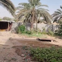 أبي الخصيب جيكور • ٥٣٠م • نخيل برحي