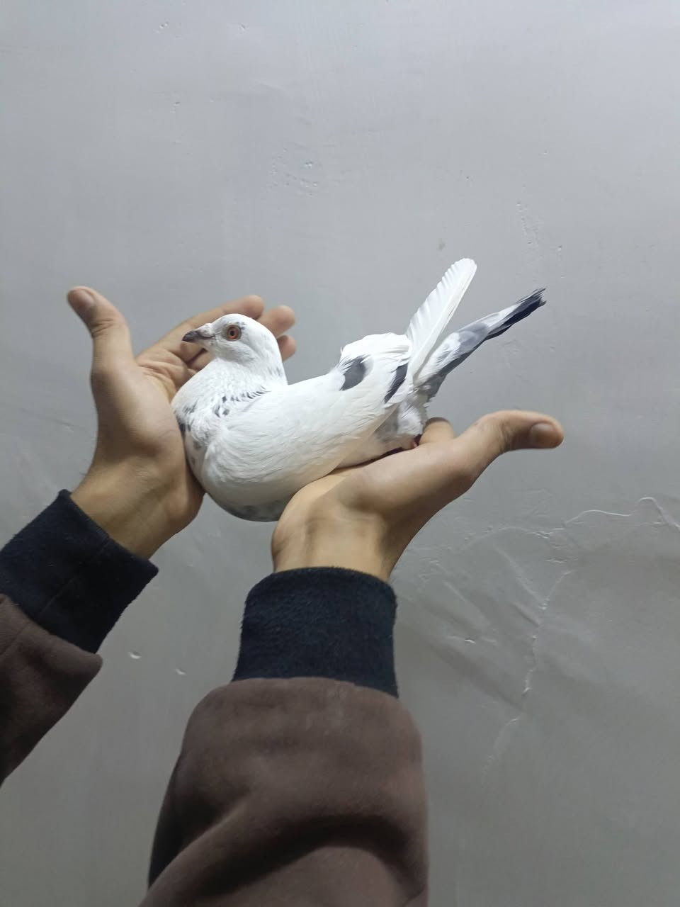 متوفر فحل زاز رابط 2023 مكان سبع قصور يوجد توصيل سعر خاص


**إذا كنت صاحب هذا الإعلان وتريد حذفه لأي سبب، رجاءا أرسل رسالة إلى الدعم الفني**