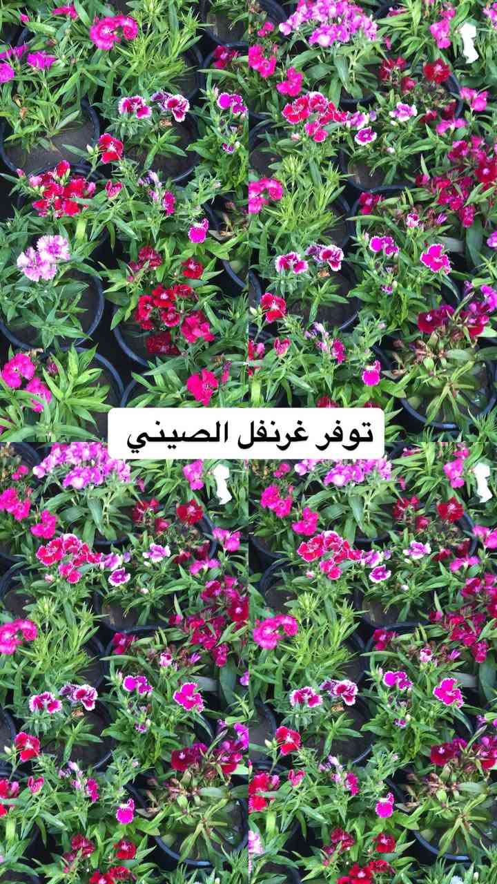 اللهم صلي وسلم على سيدنا محمد وعلى اله وصحبة وسلم تسليما.
توفر عدنا انواع مـٰن  الورود و النباتات المختلفه🤍

العنوان : بغداد /سلمان باك / قرب جامع سعد /شارع الحدادين 🤍

سوينا لكم بيج على برنامج الإنستقرام لكي نجاوب على اسئلتكم المتنوعه 

اسم البيج : بيج مشتل ابو علي الفراجي 

يوزر البيج: l0.33.m

رابط البيج:https://www.instagram.com/l0.33.m?igsh=bGZmMGw4bTN2ODZw

 

مشتل ابو علي الفراجي يرحب بالجميع 🤍


**إذا كنت صاحب هذا الإعلان وتريد حذفه لأي سبب، رجاءا أرسل رسالة إلى الدعم الفني**