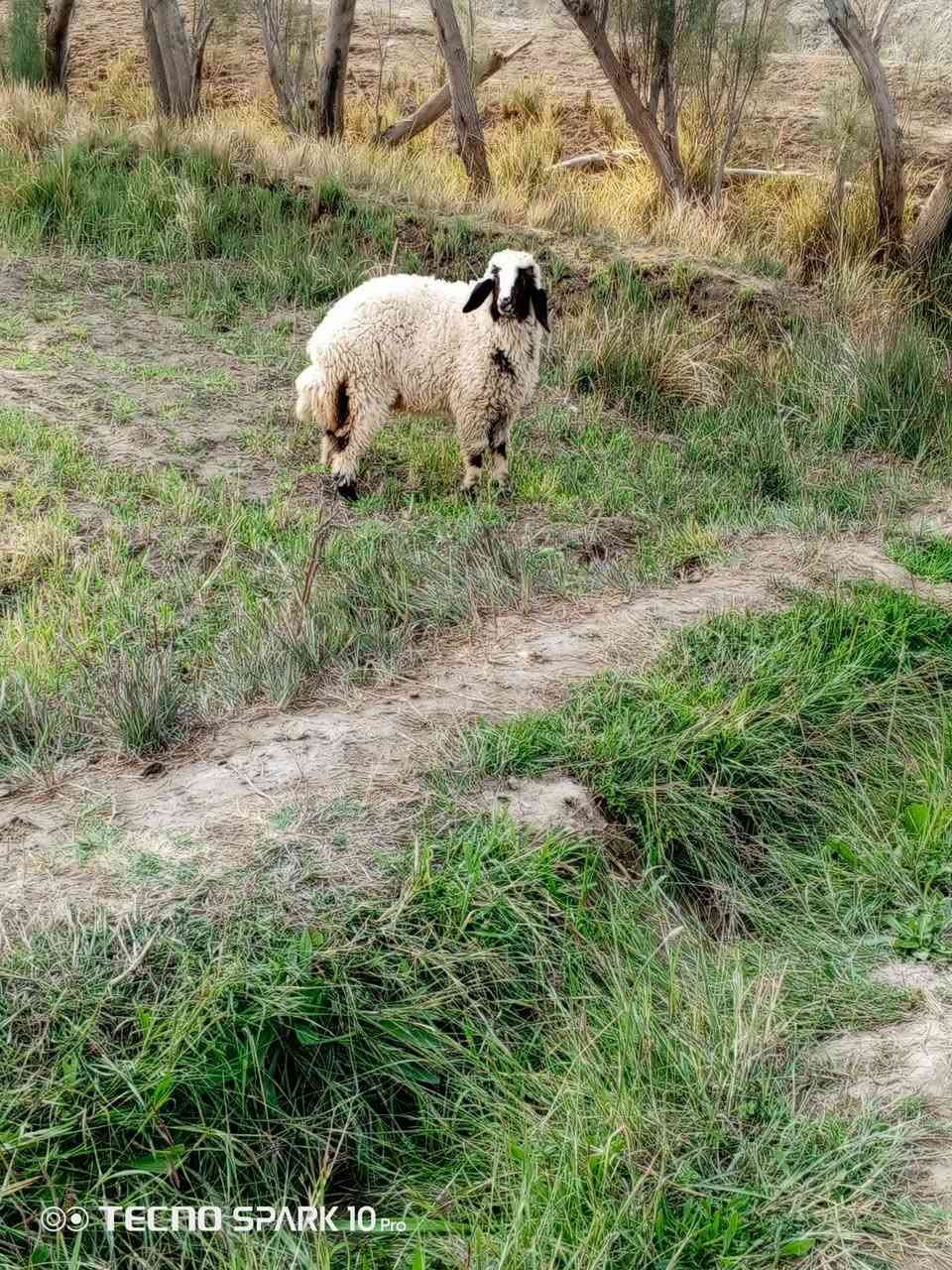 السلام عليكم اخوان متاح فطيمه عوسيه درجة اولى سمينه قافله الي يردهة يعلق او يتصل ***********
